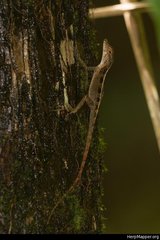 Anolis gundlachi