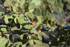 Searsia laevigata villosa