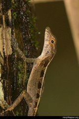 Anolis gundlachi