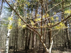 Cornus officinalis