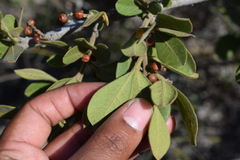 Searsia laevigata villosa