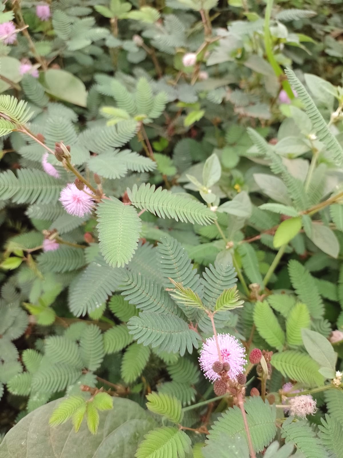 Mimosa pudica