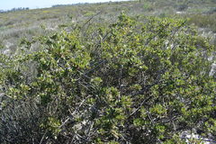 Searsia laevigata villosa