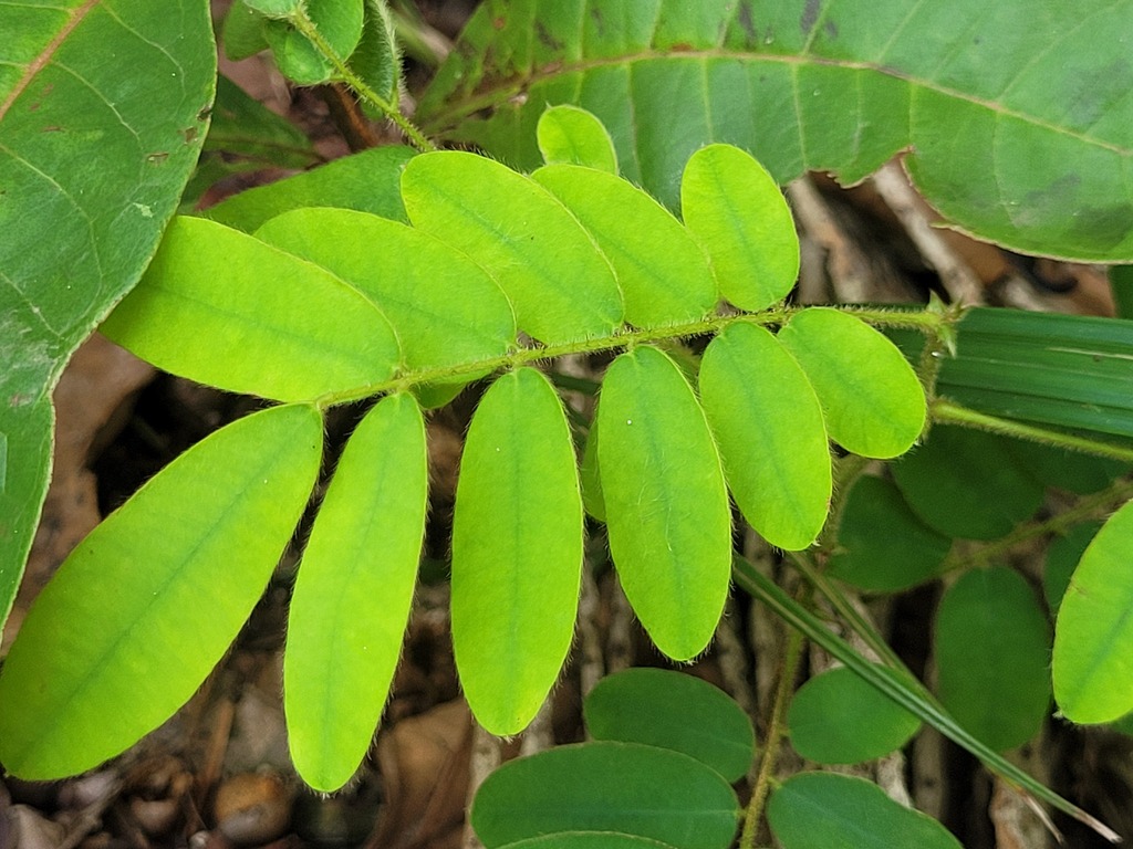 Machaerium polyphyllum