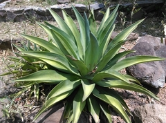 Agave attenuata