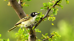 Black-Capped Vireo photo 5