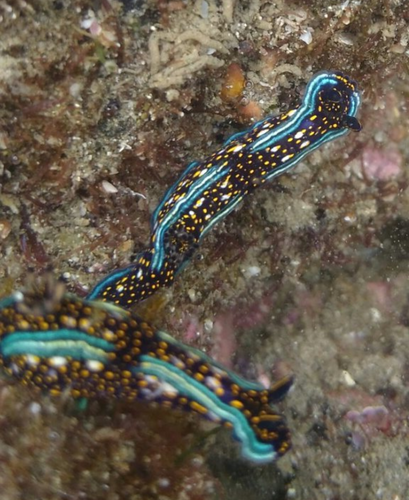 Agassiz's Chromodorid