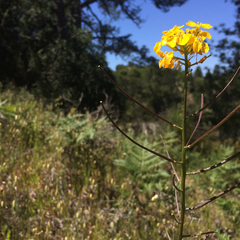 Erysimum teretifolium