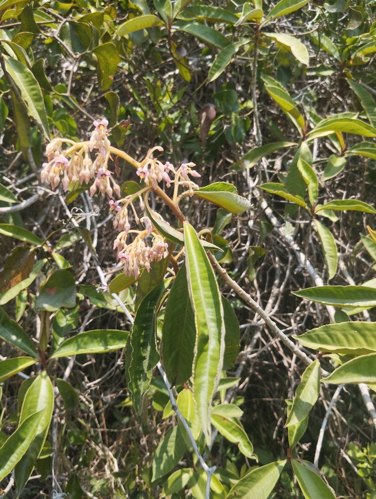 Parathesis chiapensis