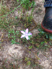 Triodanis