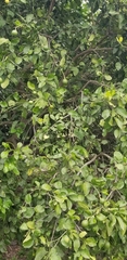 Citrus paridisi