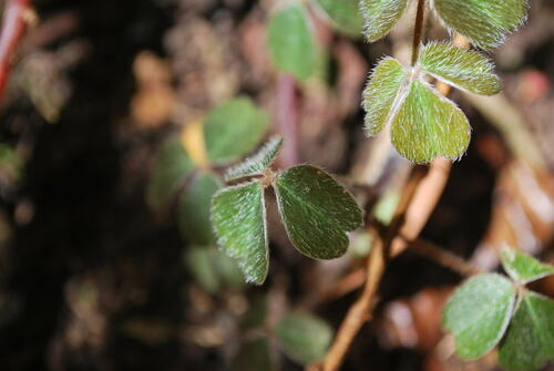Oxalis fendleri, photograph 2