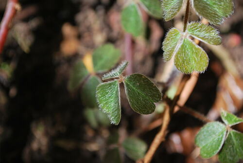 Oxalis fendleri