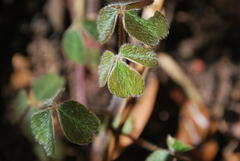 Oxalis fendleri, photograph (c) julianazuluaga-carrero, some rights reserved (CC BY-SA)