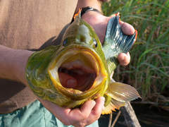 Serranochromis jallae