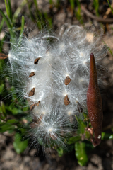 Astephanus triflorus