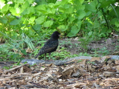 Sturnus vulgaris