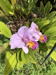 Cattleya trianae