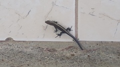 Pholidobolus vertebralis