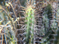 Corryocactus melanotrichus