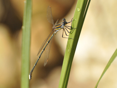 Chlorolestes conspicuus