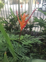 Heliconia psittacorum
