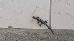 Pholidobolus vertebralis