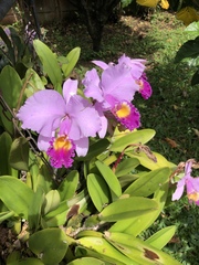 Cattleya trianae