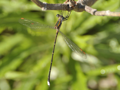 Chlorolestes conspicuus