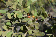 Searsia laevigata villosa