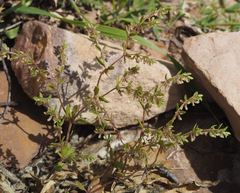 Callipeltis cucullaris