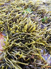 Brassicophycus sisymbrioides