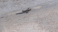 Pholidobolus vertebralis