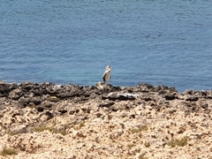 Gulosus aristotelis desmarestii