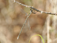 Chlorolestes conspicuus