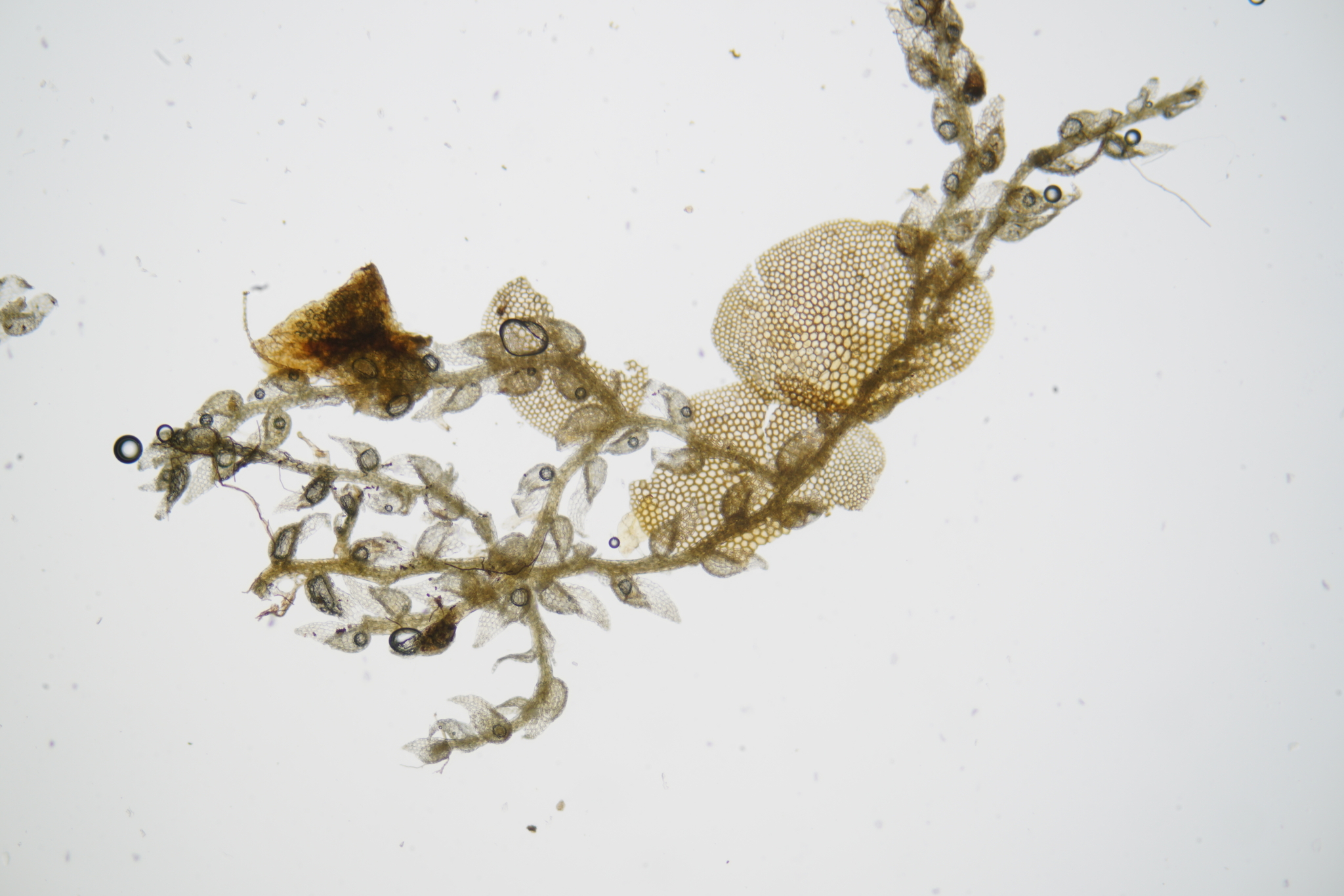 Drepanolejeunea bidens