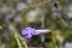Lobelia coronopifolia