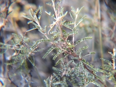 Adesmia miraflorensis