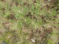 Pediomelum cuspidatum