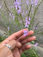 Verbena halei