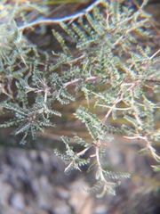 Adesmia miraflorensis