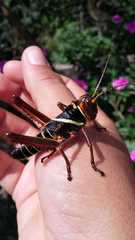 Tropidacris collaris