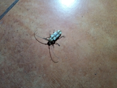 Prosopocera lactator