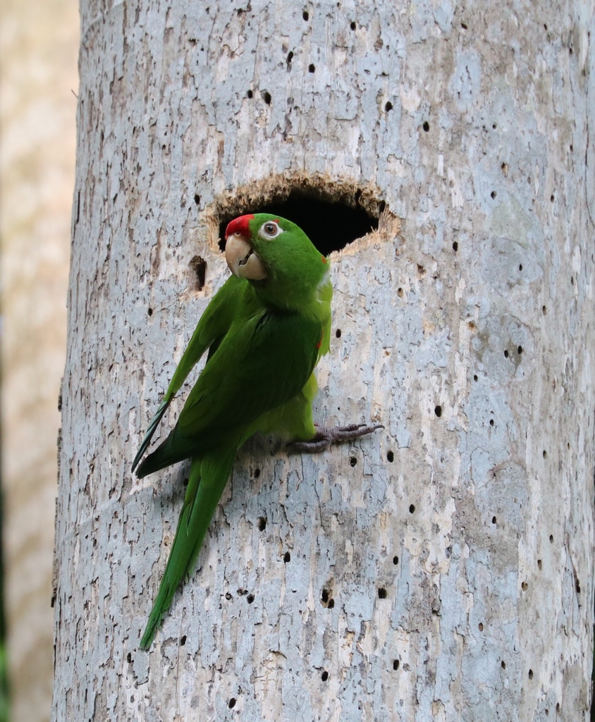 Crimson-fronted Parakeet