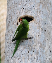 Crimson-Fronted Parakeet photo 3