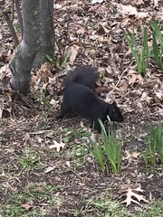 Sciurus carolinensis