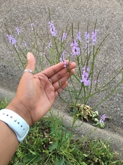 Verbena halei
