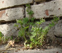 Geranium pusillum
