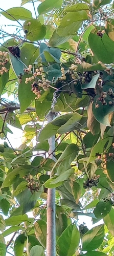 Cordia sellowiana, 2024-04-25