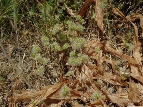 Image of Lagoecia cuminoides by (c) Daniel Cahen, some rights reserved (CC BY)